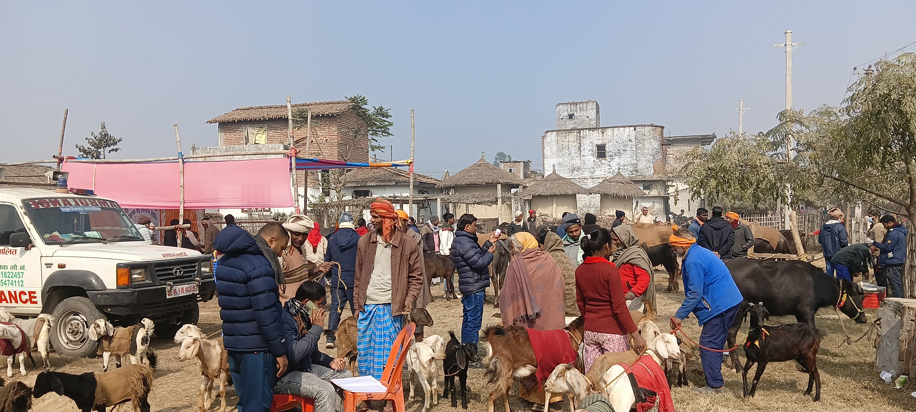 पशु स्वास्थ्य शिविर